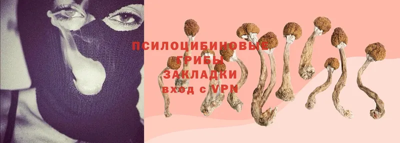 что такое   Алушта  кракен сайт  Галлюциногенные грибы Psilocybe 